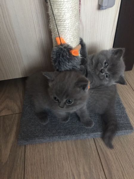 Kwaliteit Scottish Fold Kittens