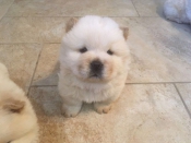 Honden en Puppy's Chow Chow White Puppies