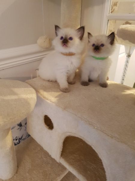 Volwaardige Ragdoll-kittens