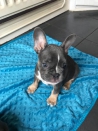 Honden en Puppy's Franse bulldog puppies te koop