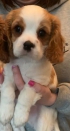 Honden en Puppy's Cavalier King Charles Spaniel Honden en puppy's te koop