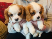 Honden en Puppy's Cavalier King Charles Spaniel Honden en puppy's te koop