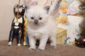 Katten Ragdoll Kittens te koop