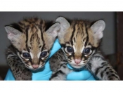 Katten Ocelot kittens te koop