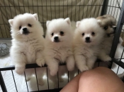 Honden en Puppy's Duitse Spitz-puppy's