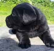 Honden en Puppy's Prachtige Golden Retriever-puppy's